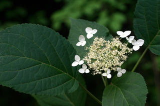 smooth hydrangea 2